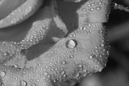 close-up of dew droplets on a rose petal in black and white