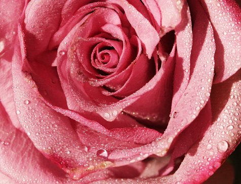 close-up of a pink rose