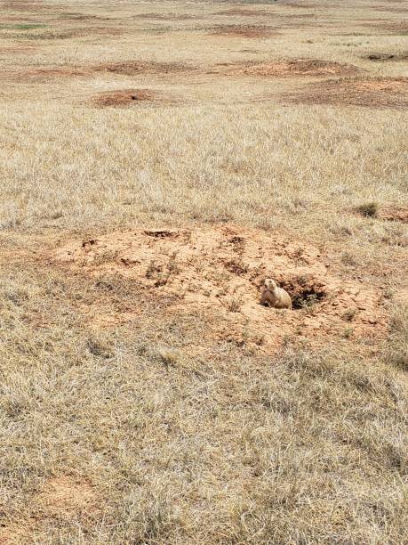 istock Prairie Dog Town, Devil's Tower National Monument, Wyoming 1653638879