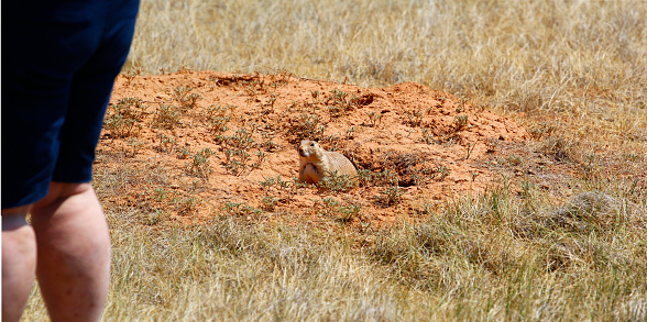 Prairie Dog Town, Devil's Tower National Monument, Wyoming