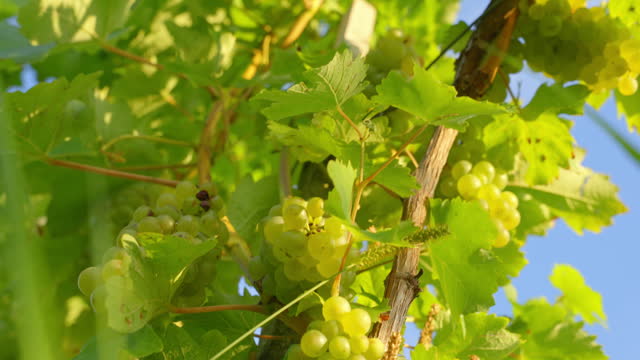 SLO MO Bunches of White Grapes Hanging from Vines Under Blue Sky