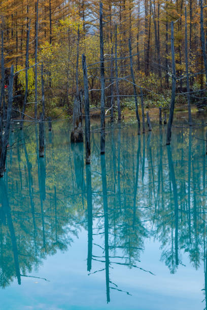 istock Autumn foliage forest and blue pond 1653678093