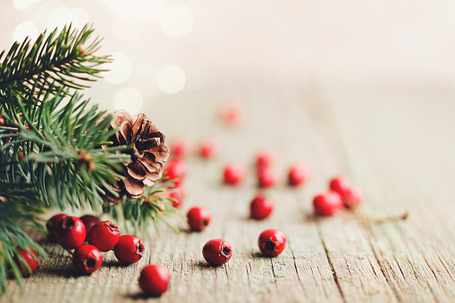 Pine branch, pine cone and red berries with copy space