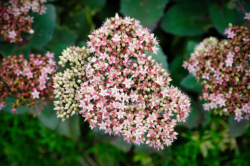 Sedum spectabile star-shaped flowers of butterfly stonecrop at late summer