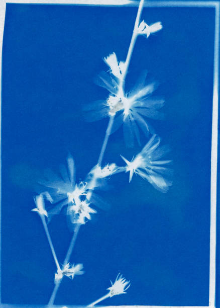 istock cyanotype print of chicory, Cichorium inybus 1653709058