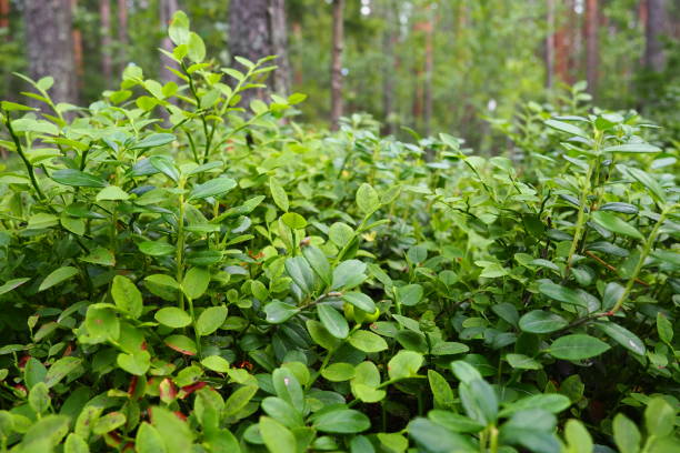 Vaccinium Ovalifolium – Unique Fruit Shrub Seeds – Oval-Leaf Blueberry