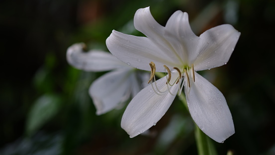 Blooming white lily in a summer sunset light macro photography. Garden lilies with white petals in summertime, close-up photography. Large flowers in sunny day floral background.