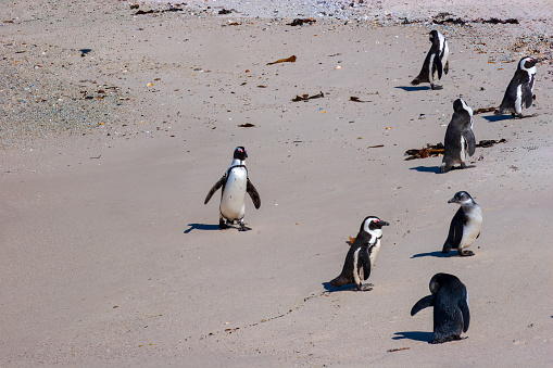 A waddle of Jackass Penguins on Boulders Beach in the Western Cape Province. It is a sheltered beach made up of inlets between Granite boulders, from which the name originated. It is located in the Cape Peninsula, near Simons Town towards Cape Point, near Cape Town in the Western Cape province of South Africa. It is also commonly known as Boulders Bay. It is a popular tourist stop because of the colony of African Penguins which settled there in 1982. They are an endangered species. They are an endangered species. Boulders Beach forms part of the Table Mountain National Park. Photo shot in the afternoon sunlight; horizontal format.  Copy Space.