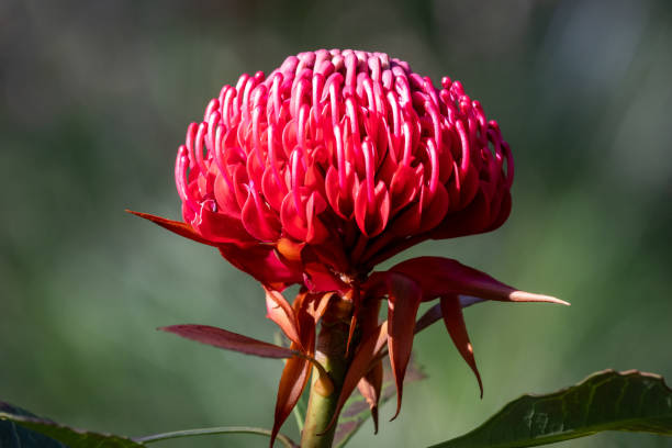 istock New South Wales Waratah 1653772226
