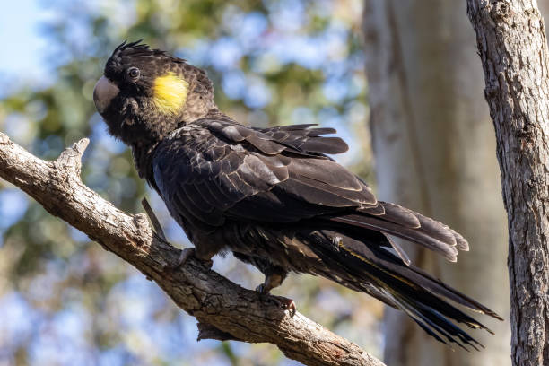 istock Yellow-tailed Balck Cockatoo 1653772366