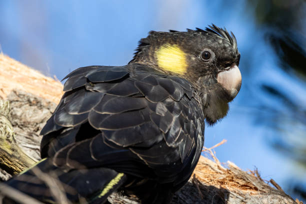 istock Yellow-tailed Balck Cockatoo 1653773261