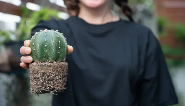 Photo of Woman holding Astrophytum asterias cactus after remove it from the pot for repotting to new container.