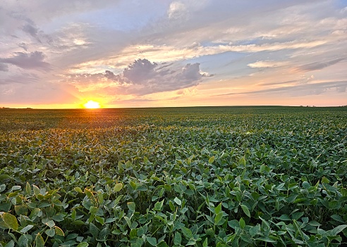 Green bush soybean plants growing with pods