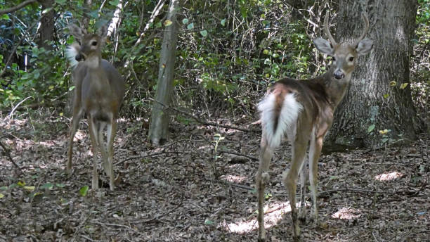 istock Doe and Buck in the Woods 2. 1653853177