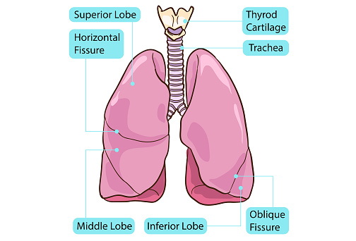 Human Lung Diagram Stock Illustration Biology Diagrams
