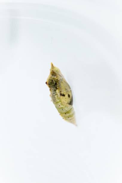istock Small Cabbage White butterfly pupa just before hatching, with transparent container on white background with transparent wings inside bridged with thread. 1653891215