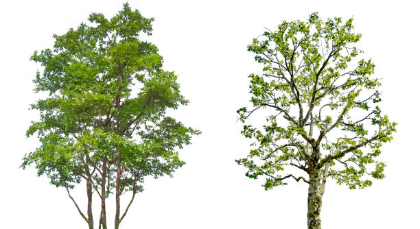 istock Clipped image of street trees (white background) 1653916437