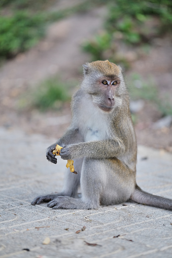 The stray macaque can be often spotted search for food near Tangkuan Hill located in the city area.