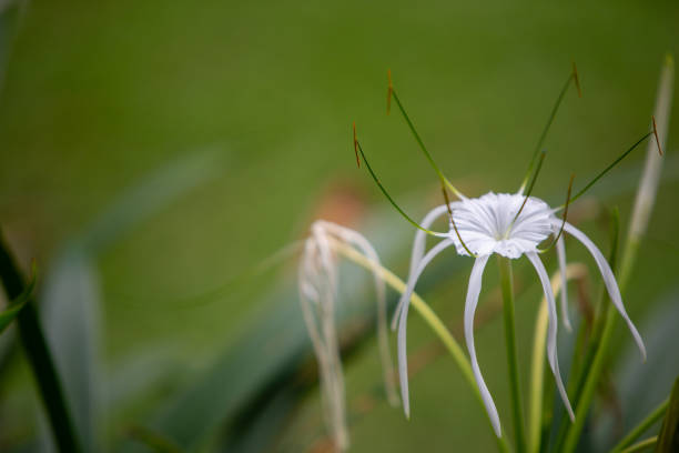 Bloomed Spider Lilly Bloomed WIld White Spider Lilly spider lily stock pictures, royalty-free photos & images