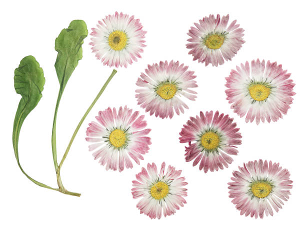 istock Pressed and dried flower daisy (marguerite). Isolated on white background. For use in scrapbooking, floristry or herbarium 1653960600