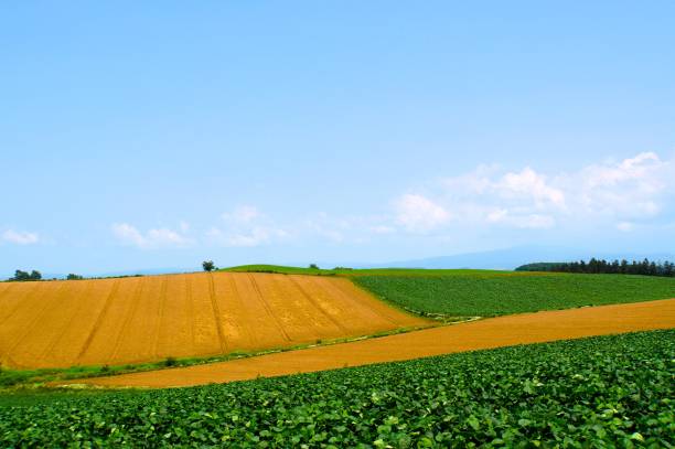 istock View of Patchwork Road, Biei town 1653970966