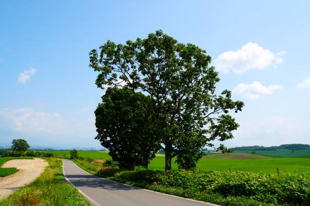 istock View of Patchwork Road, Biei town 1653971379