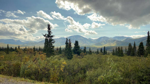 istock Denali National Park in Summer 1653988148