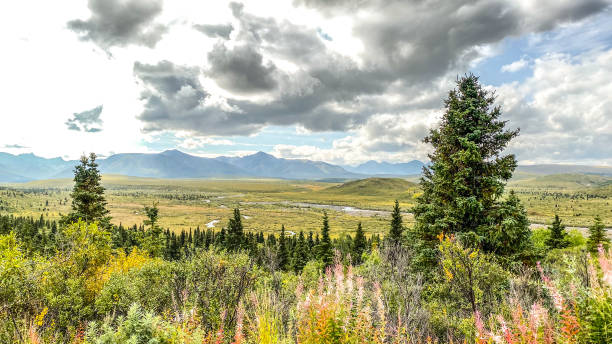 istock Denali National Park in Summer 1653988686