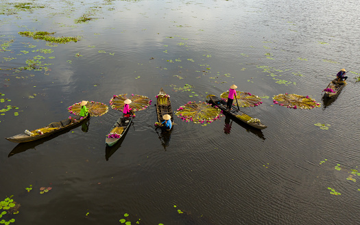 Aerial photo of Water lily season, Long An province