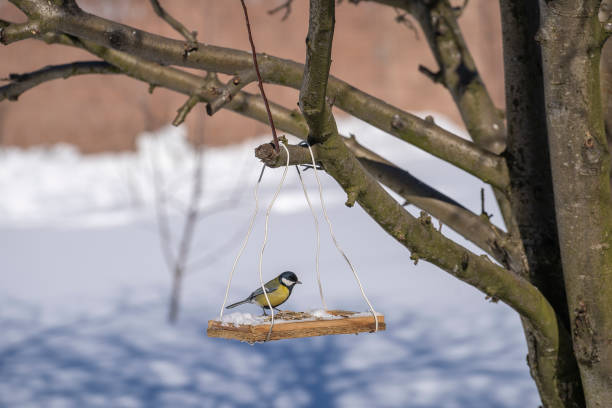 istock Great tit Parus Major on feeder at winter, close up 1654054252