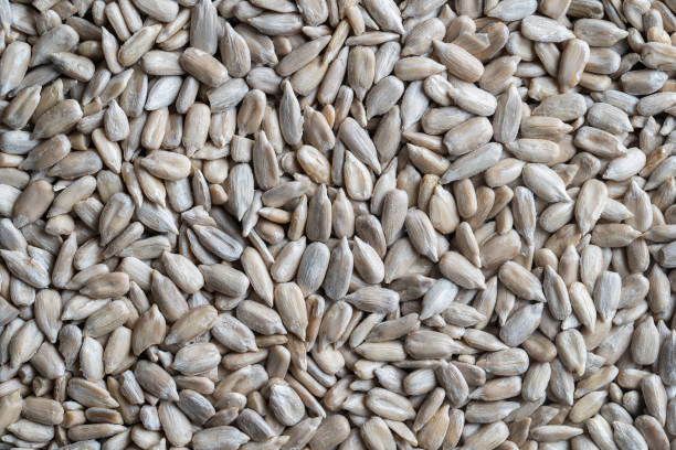 istock Peeled sunflower seeds pile background, close up 1654054263