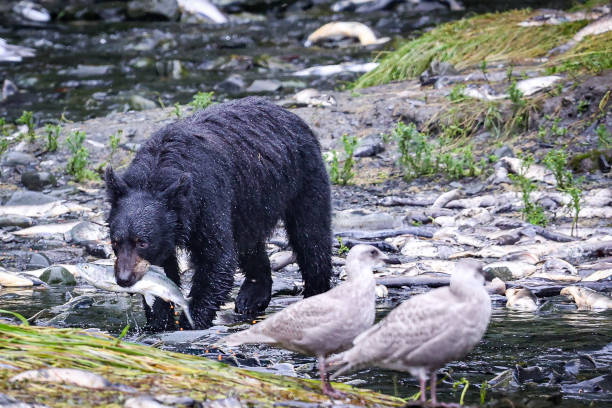 生きた鮭を探すアラスカ州バルディーズのツキノワグマ。 - bear salmon alaska cub ストックフォトと画像