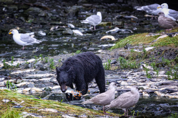 生きた鮭を探すアラスカ州バルディーズのツキノワグマ。 - bear salmon alaska cub ストックフォトと画像