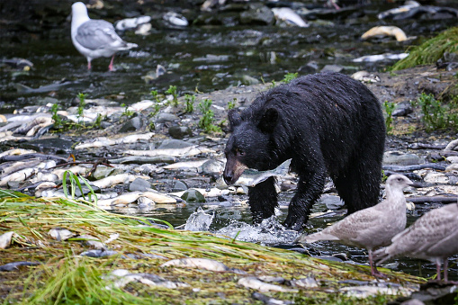 Black bear in Valdez Alaska in a creek foraging for salmon that are swimming up stream to spawn.