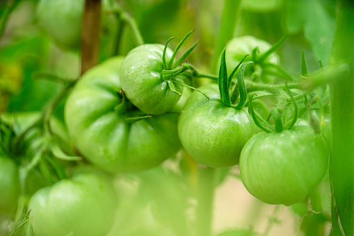 Green tomatoes ripening in a greenhouse