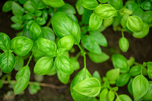 bunch of basil lie on a wooden table background.