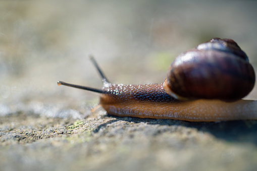 Garden snail crawling in spring forest. Large slimy slug in shell moving on ground, selective focus