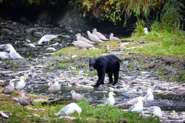 生きた鮭を探すアラスカ州バルディーズのツキノワグマ。 - bear salmon alaska cub ストックフォトと画像