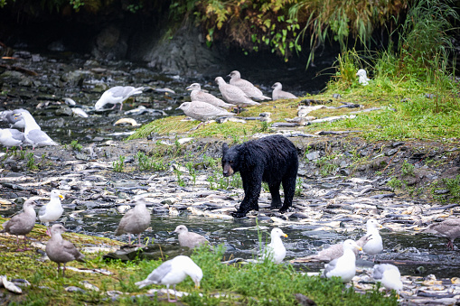 A mature, male fly-fisherman looks out on a small trout stream on a wet summer day