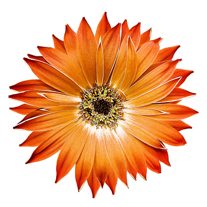 Orange gerbera  flower  on white isolated background with clipping path. Closeup. For design. Nature.