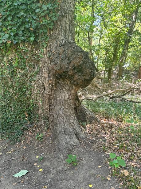 istock Tree Burl - Harpers Ferry National Park, West Virginia 1654078986