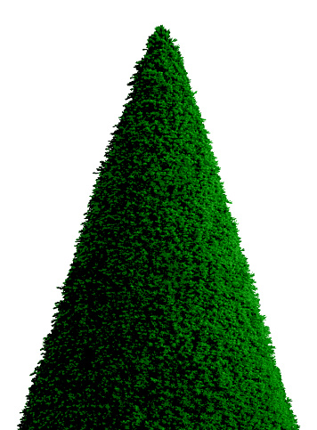 Neatly trimmed green topiary cone shaped Christmas tree on white background