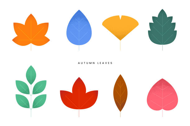 다양한 낙엽 세트, 화려한 가을 컨셉. 단풍 나무 잎입니다. 가을 단풍 장식, 계절 휴일 추수 감사절 인사말 카드. 트렌디한 스타일 디자인 간단한 평면 벡터 격리된 그림입니다. - falling tree leaf autumn stock illustrations