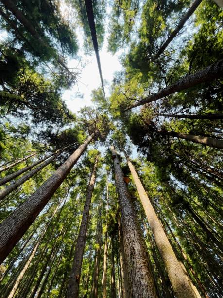 istock Juan de fuca trail 1654082281