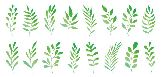 ilustrações de stock, clip art, desenhos animados e ícones de hand drawn plants - caule de planta