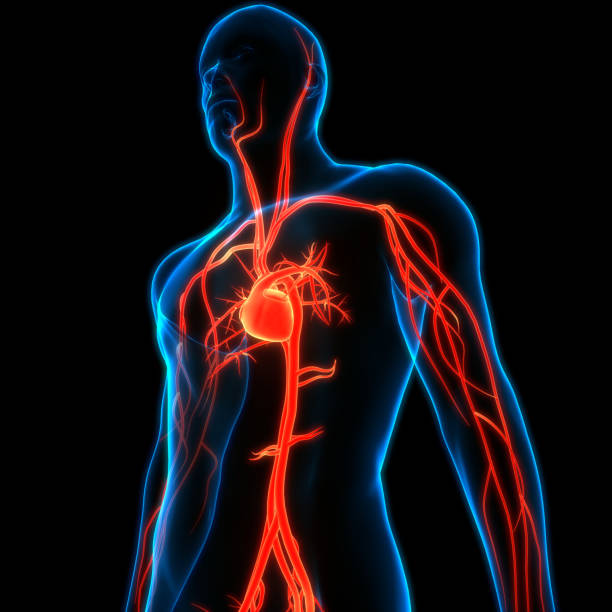 istock Human Circulatory System Heart Anatomy 1654168150