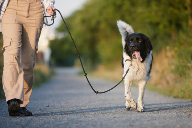 Teen girl is walking on footpath with her dog on leash. Pet owner with Czech Mountain Dog.