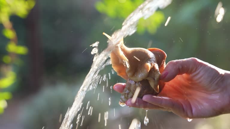 Close up of a snail with enjoying water