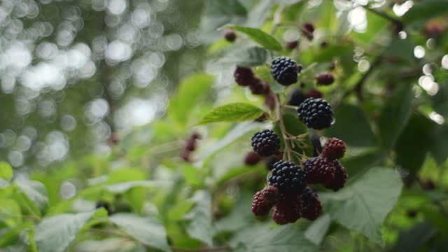 Close up of fresh blackberries in garden. Bunch of ripe blackberry fruits on branch with green leaves at summer day. Beautiful natural background. Nature vitamins and healthy food concept