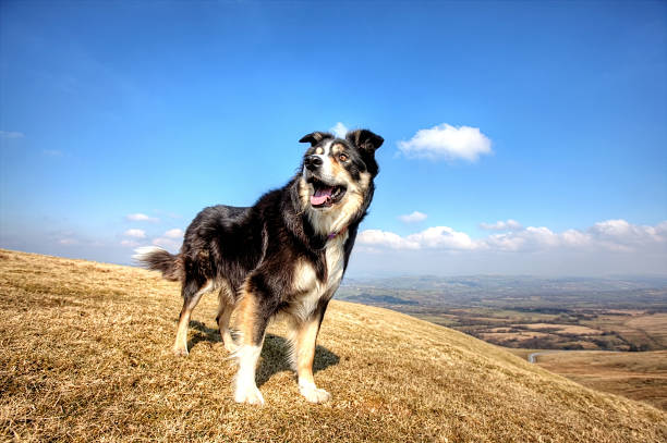 Friendly border collie on moorland grass